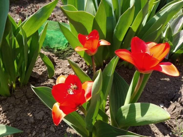 Обитель весны. Мариуполь окутывает яркое цветение (ФОТОФАКТ)