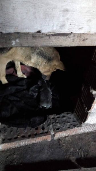 В Мариуполе «дважды» стерилизуют собаку (ФОТО)