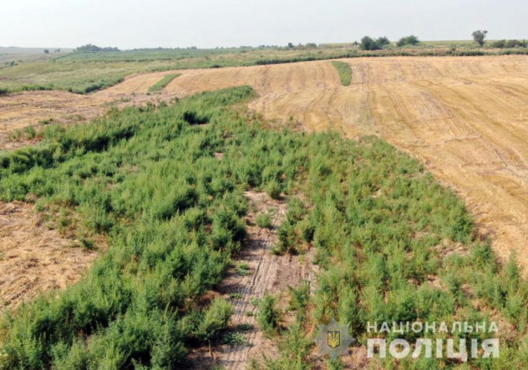 Более миллиона кустов конопли на пшеничном поле выявили под Мариуполем