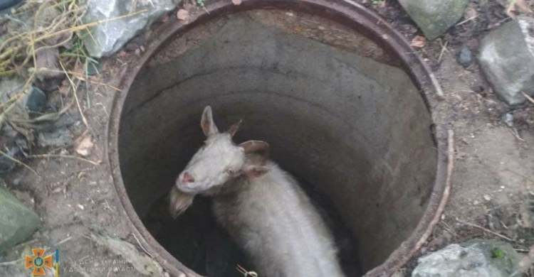 В Мариуполе коза упала в колодец