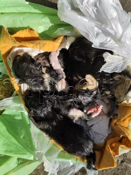 «Дети в пакете». В Мариуполе девушка оставила умирать животных в мусорном баке