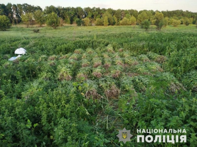 Время наркоурожая: на Донетчине изъяли более 11 тысяч кустов конопли (ФОТО)