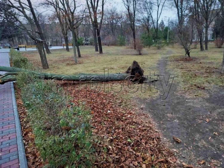 В Мариуполе из-за шторма дерево вырвало с корнями. Спасатели обрезают аварийные кроны