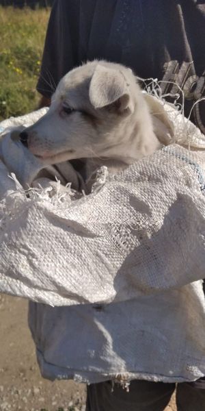 В Мариуполе мужчина намеревался выбросить щенка в мешке