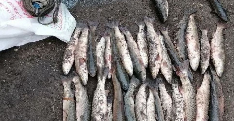 Мариупольцы заплатят за незаконно отловленный пиленгас почти 60 тысяч грн (ФОТО)