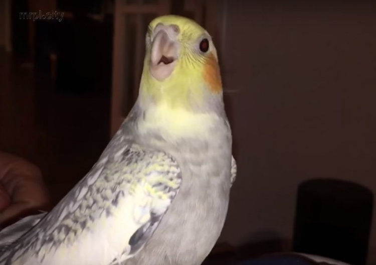 Пернатый айфон: попугай поет мелодию звонка (ВИДЕО)