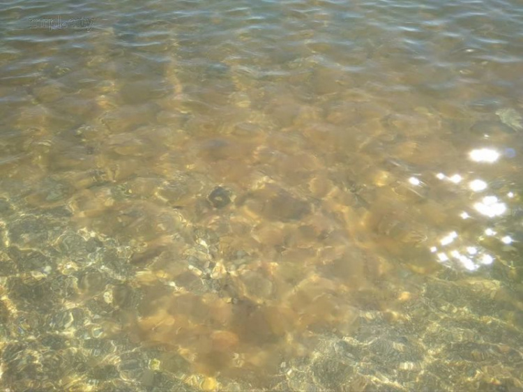 В Мариуполе море стало рыжим от нашествия медуз (ФОТОФАКТ)