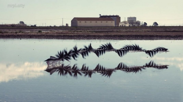 Фотограф создал уникальные снимки птичьих полетов (ФОТО)
