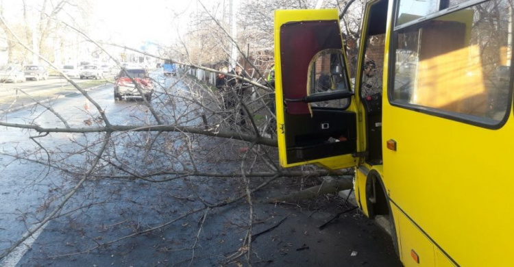 В Мариуполе маршрутка столкнулась с авто и врезалась в дерево. Есть пострадавшие (ФОТО+ВИДЕО)