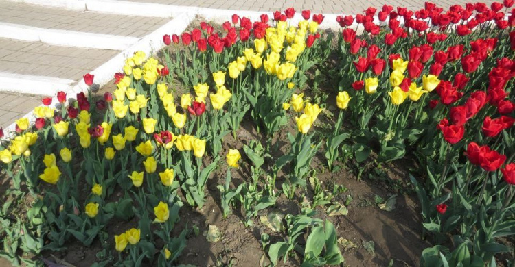 Мариупольцы вновь атаковали клумбы с тюльпанами, разрушая цветочные картины (ФОТОФАКТ)