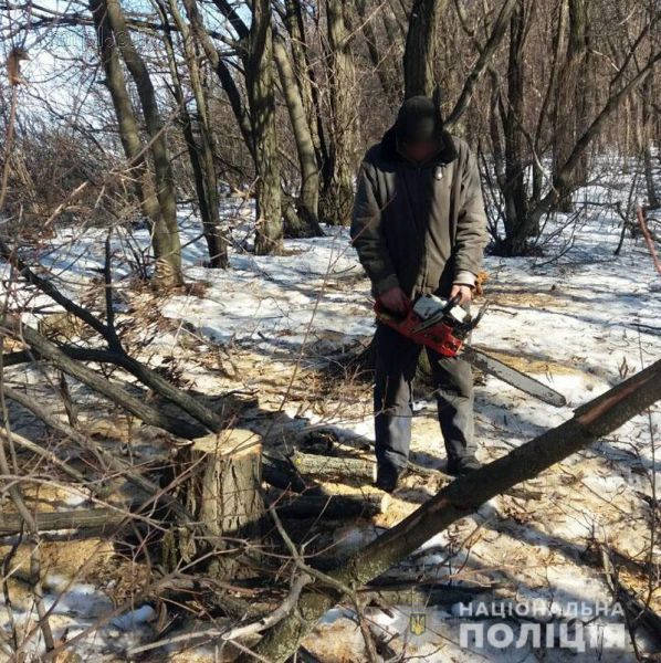 На Донетчине «черные» лесорубы уничтожили деревьев на 100 тысяч гривен (ФОТО)