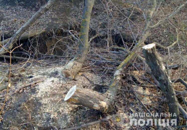 Спецназ в Мариуполе задержал «на горячем» группу «черных лесорубов» (ФОТО)