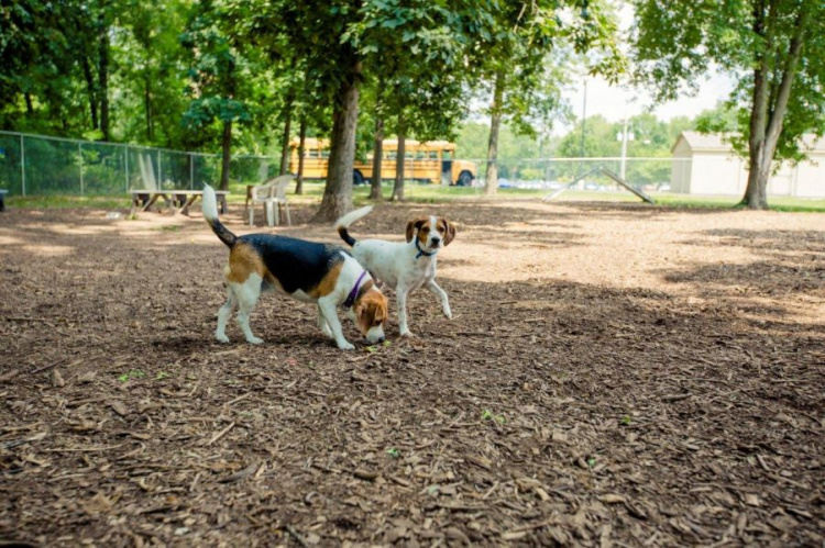В Мариуполе появятся парки для выгула собак?