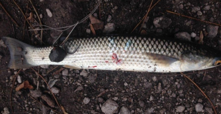 Браконьеры в Мариуполе наловили рыбы на 160 тысяч гривен (ФОТО)