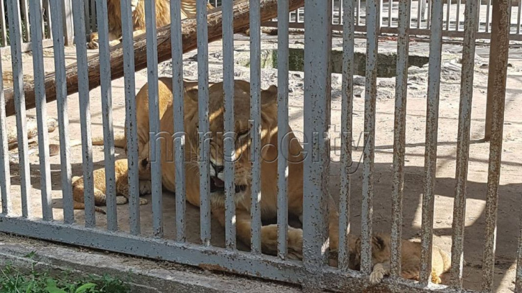 В мариупольском зоопарке родились львята: малышей чудом удалось спасти