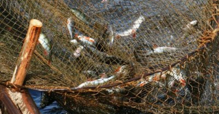 В Азовском море в сети браконьеров попала рыба на полмиллиона гривен (ВИДЕО)