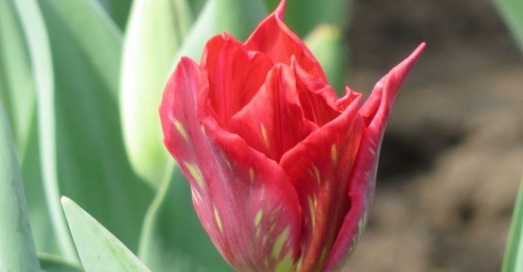 В Мариуполе распускаются цветочные картины из более 20 тыс. тюльпанов (ФОТО)