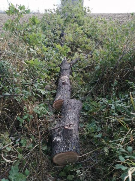 Мариуполец сколотил банду «черных» лесорубов: ущерб от вырубки составил 1 млн грн (ФОТО)