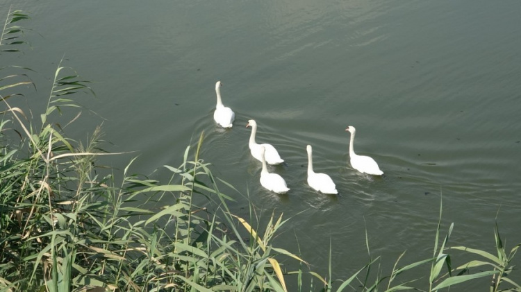Появился в Мариуполе зоопарк - появились и лебеди в Кальчике (ФОТОФАКТ)