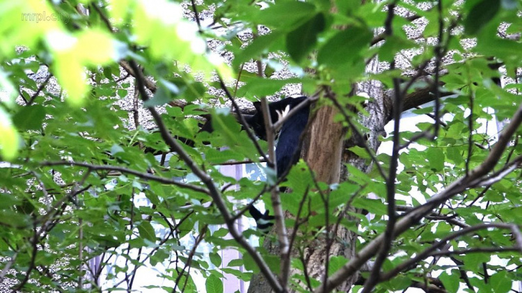 В Мариуполе кот просидел на дереве трое суток (ФОТОФАКТ)