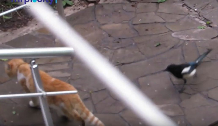 В Мариуполе сорока устроила террор котам (ФОТО+ВИДЕО)