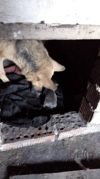 В Мариуполе «дважды» стерилизуют собаку (ФОТО)