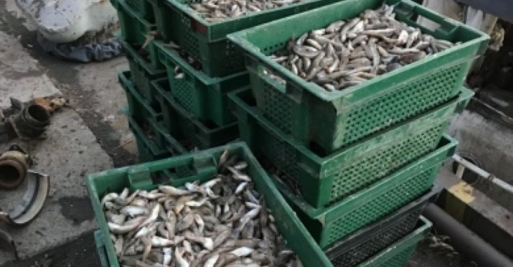 Трое браконьеров из Мариуполя попались с крупным уловом рыбы (ФОТО)