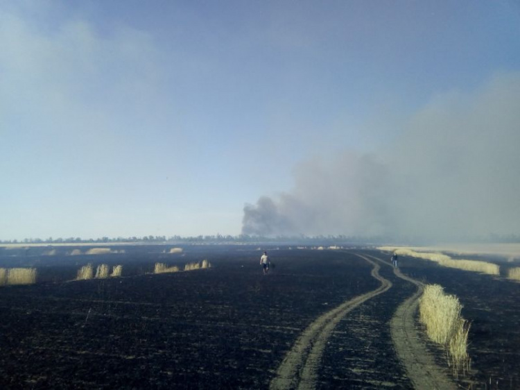 Вблизи Мариуполя сгорел урожай пшеницы и ячменя (ФОТО)