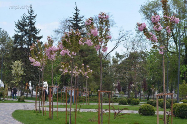 В центре Мариуполя расцвела сакура (ФОТОФАКТ)