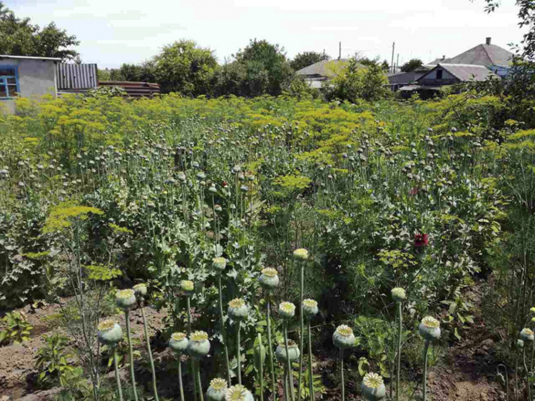 Мариуполец превратил свой огород в наркоплантацию (ФОТО)  
