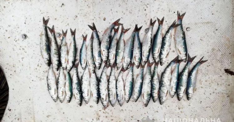 На Левобережье Мариуполя браконьеры наловили «краснокнижную» рыбу
