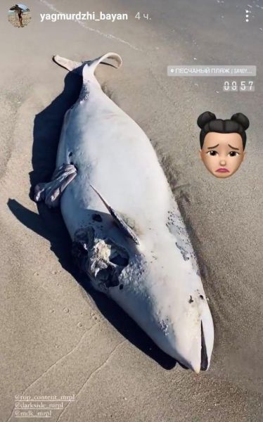 На пляже Мариуполя обнаружили изрезанного дельфина (ФОТО 16+)