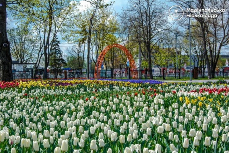В мариупольском парке высаживают флаг Украины из виол (ФОТО)