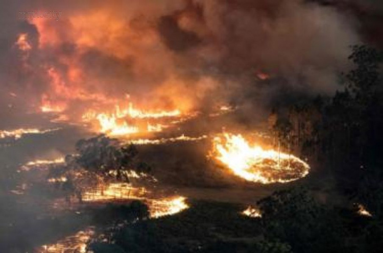Пожары Австралии: погибли 23 человека и полмиллиарда животных (ФОТО+ВИДЕО ИЗ КОСМОСА)