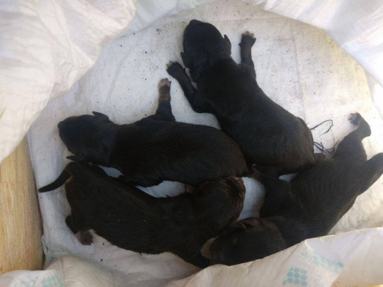 В Мариуполе в мусорный бак выбросили шестерых новорожденных щенят (ФОТО+ВИДЕО)