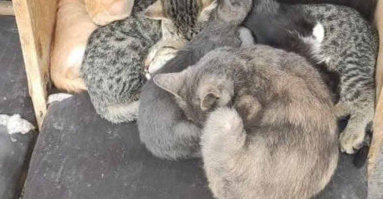 Военные ищут любящих хозяев для котят, родившихся возле блокпоста под Мариуполем
