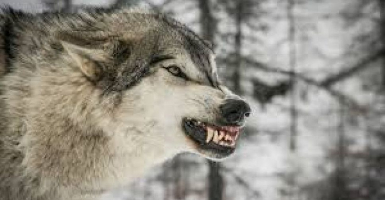 На Донетчине уничтожили волка, нападавшего на село