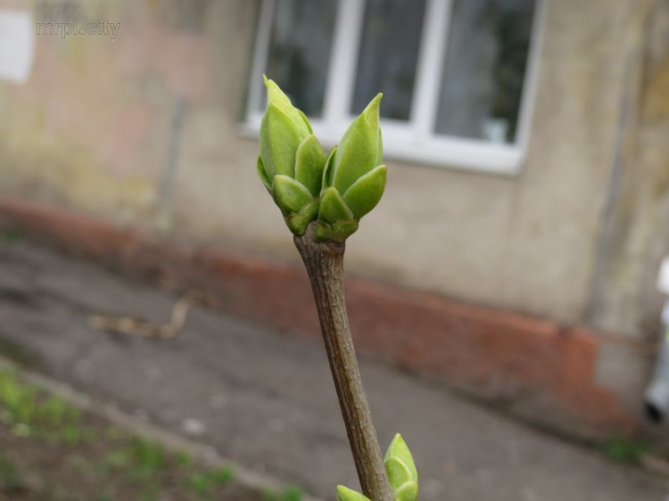 Холод не помеха. Мариуполь украсили одуванчики и другие цветы (ФОТОФАКТ)