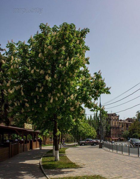 В центре Мариуполя расцвели «солнечные» деревья (ФОТО)