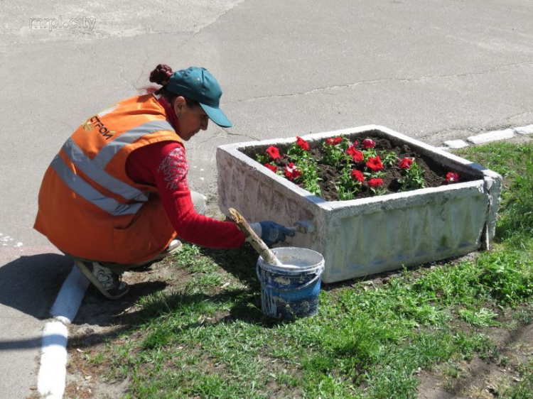 В Мариуполе расцвел ароматный тюльпановый рай для селфи и фотосессий (ФОТО+ВИДЕО)