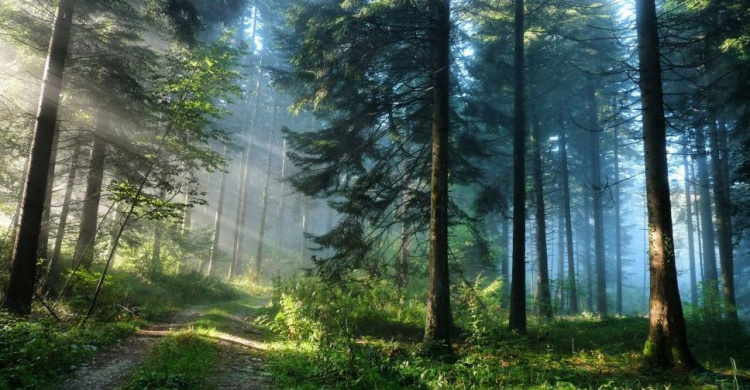 Жителям Донетчины запретили ходить в лес