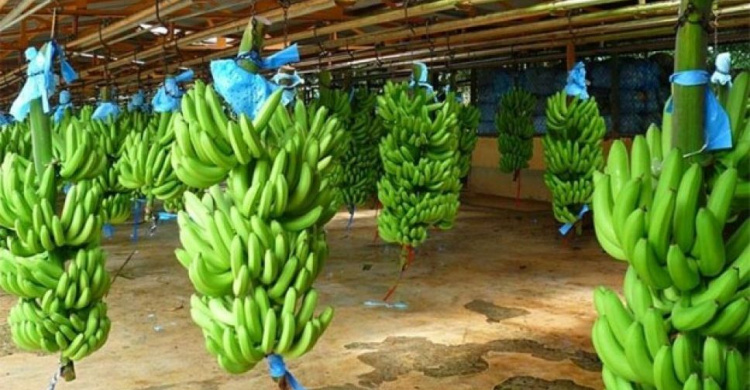 Ученые создали биоразлагаемый экопластик с банановых отходов (ФОТО)