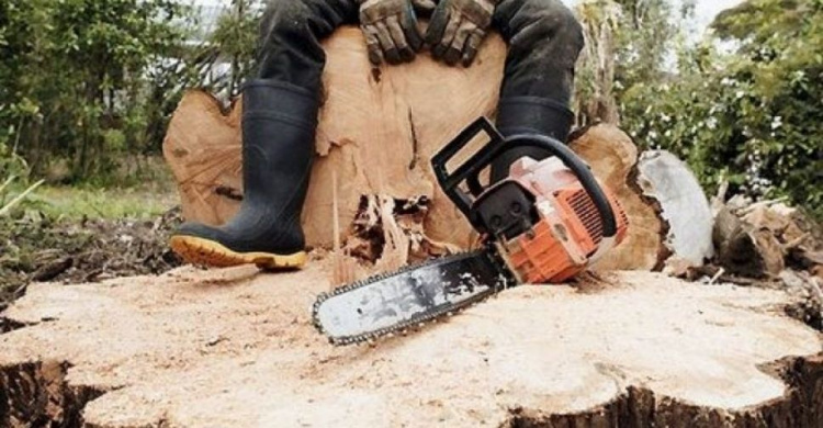 Работники лесхоза ради наживы уничтожили деревьев на полмиллиона гривен
