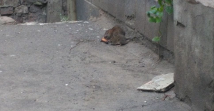 «По ногам бегают»: мариупольские жители страдают от нашествия крыс (ФОТО)