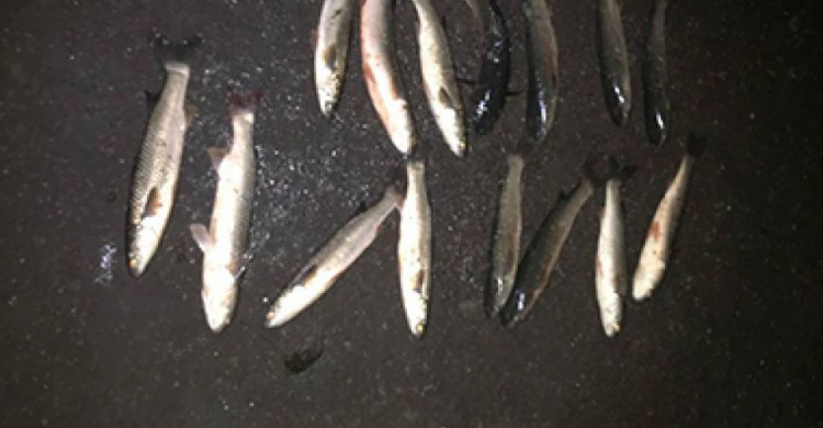 В Мариуполе рыбный браконьер заплатит десятки тысяч гривен за ущерб