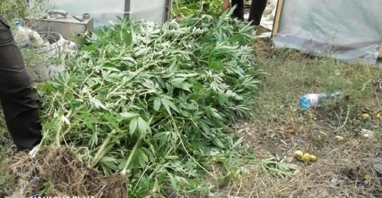 В Мариуполе садовод-любитель выращивал в теплицах более 150 кустов конопли (ФОТО)