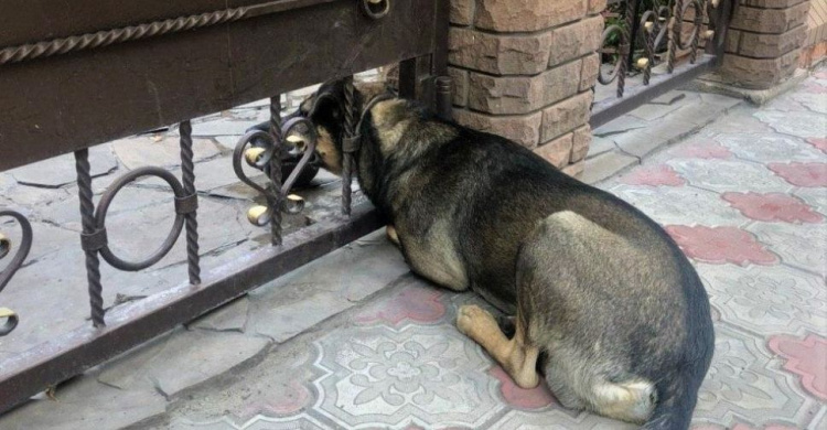 В Мариуполе собака намертво застряла в заборе (ДОПОЛНЕНО)