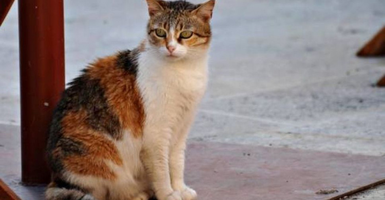 Жители Мариуполя угрожают мужчине из-за жестокого обращения с котом (ВИДЕО+ФОТО)