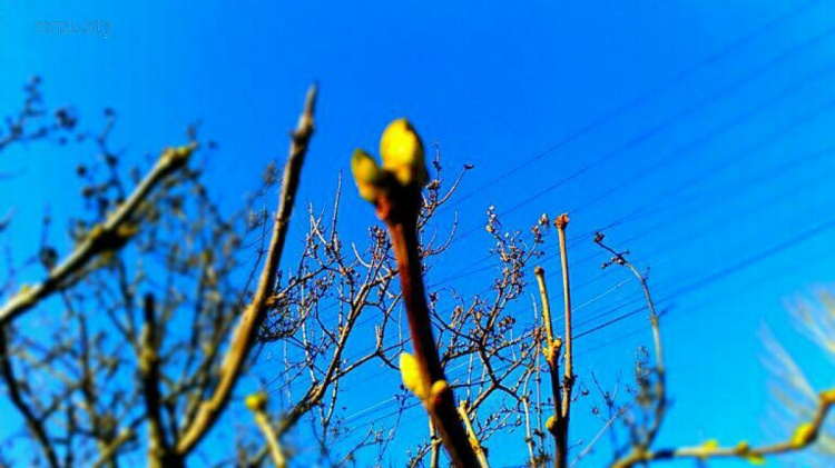 Весна «по-декабрьски»: в Мариуполе деревья «усеяны» почками и растут цветы (ФОТОФАКТ)