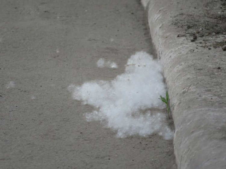 Мариупольская жара привела к аномальному выпадению «снега» (ФОТО+ВИДЕО)